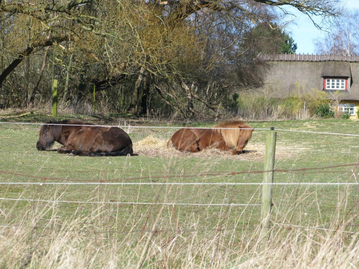 Fuglevaenget Leilighet Hundested Eksteriør bilde